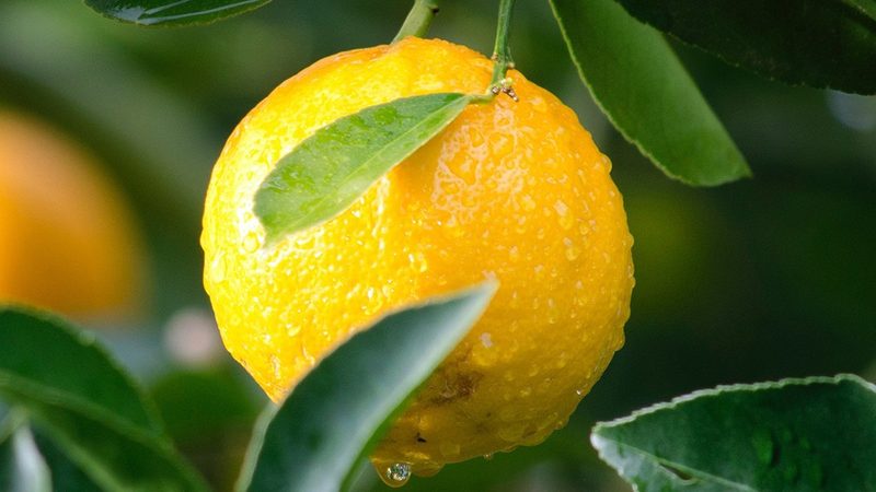 生物科技肥料兑水比例：科学配比，精准施用**